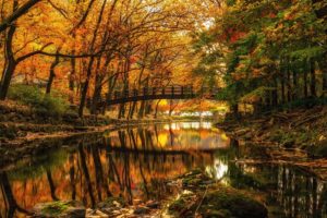 autumn, River, Bridge, Park, Trees