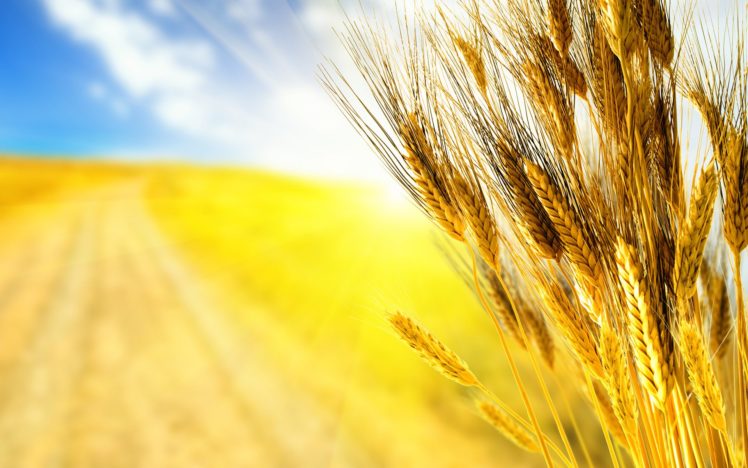 field, Ears, Ears, Rye, Wheat, Grass HD Wallpaper Desktop Background