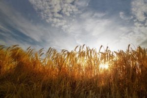 field, Wheat, Ears, Sunlight, Sky, Clouds