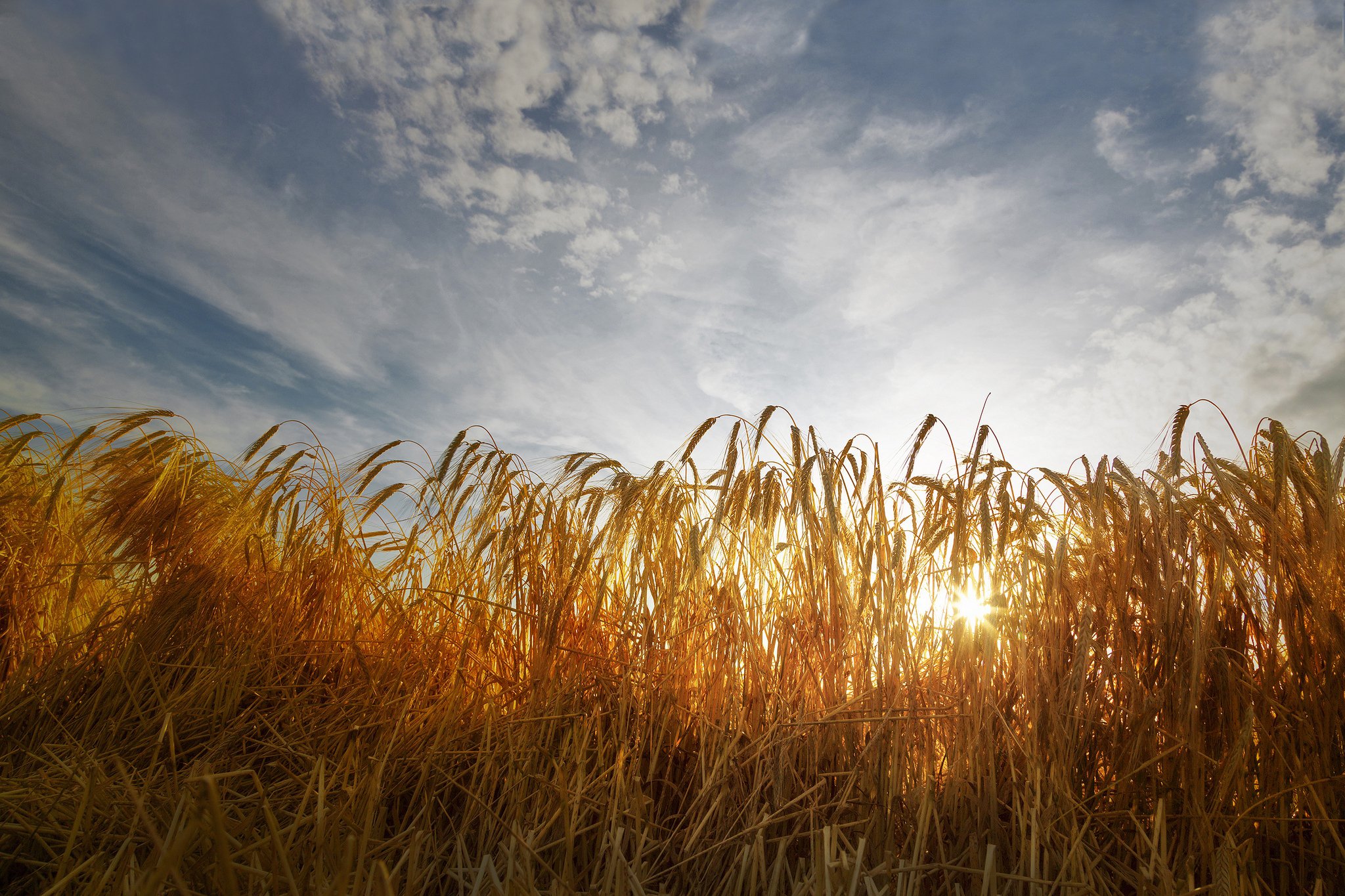 field, Wheat, Ears, Sunlight, Sky, Clouds Wallpaper