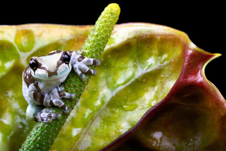 frog, Flower, Nature, Small HD Wallpaper Desktop Background