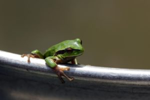green, Frog, Legs, Branch