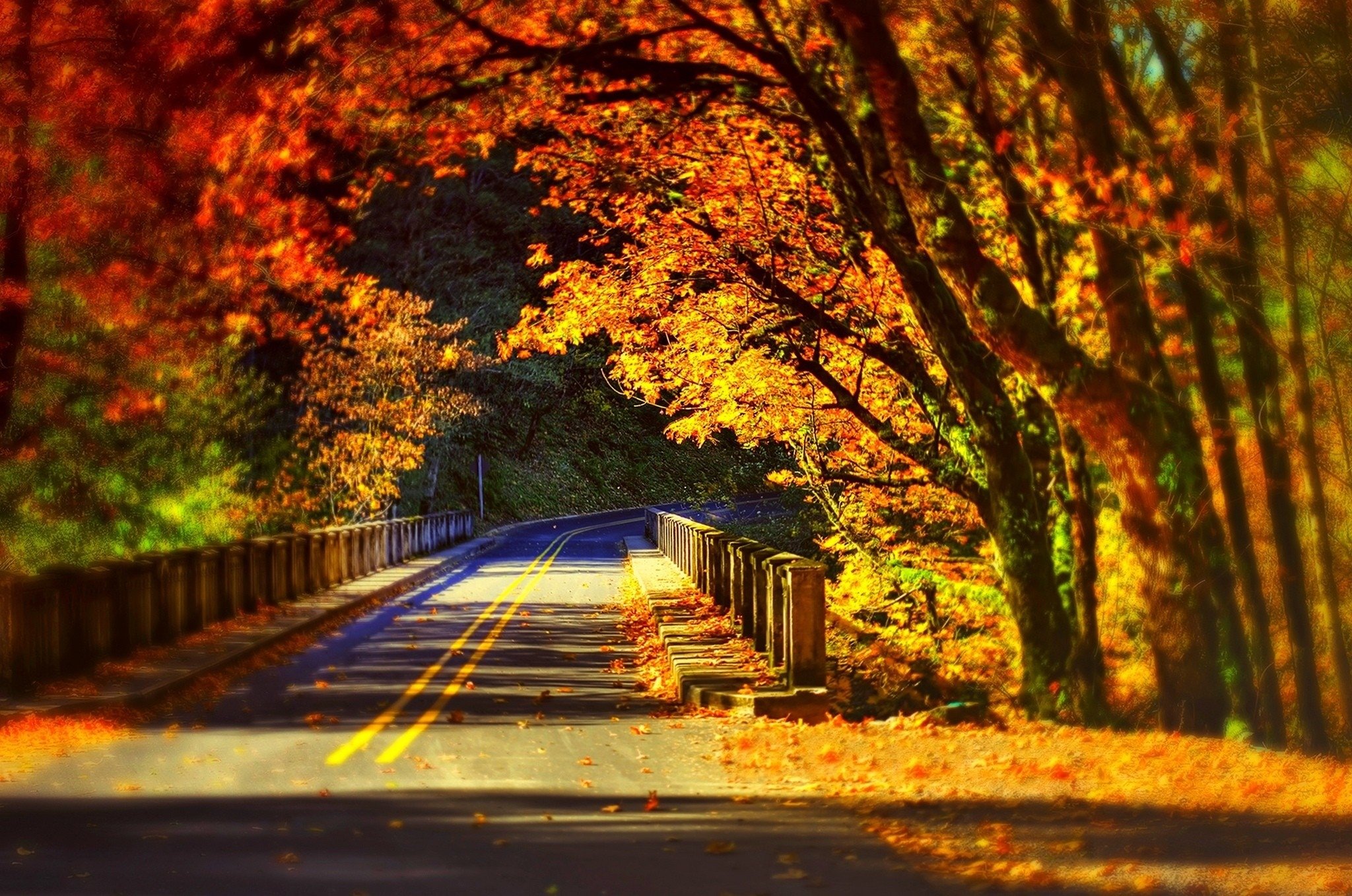 leaves, Fall, Colorful, Autumn, Road, Bridge Wallpaper