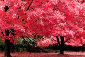 nature, Tree, Beautiful, Maple, Autumn, Red