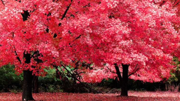 nature, Tree, Beautiful, Maple, Autumn, Red HD Wallpaper Desktop Background