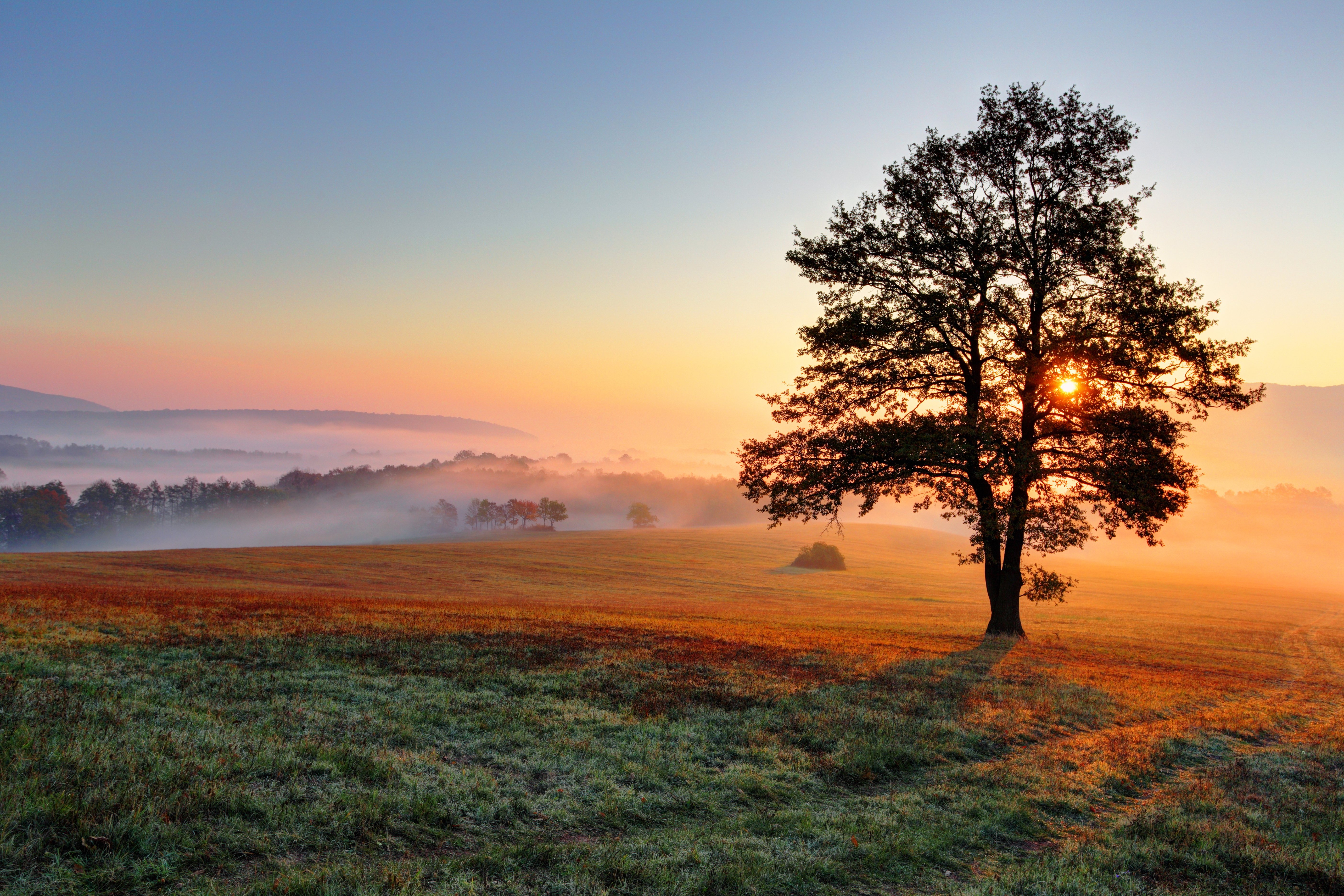 scenery, Fields, Sunrises, And, Sunsets, Trees, Nature Wallpaper