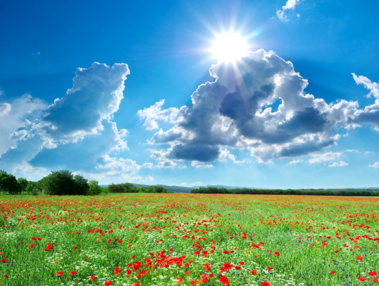 seasons, Summer, Fields, Scenery, Poppies, Sky, Clouds, Sun, Nature HD Wallpaper Desktop Background
