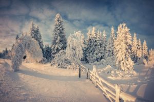 seasons, Winter, Snow, Fir, Nature, Fence