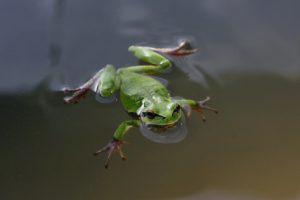 swimming, Frog, Green, Eyes