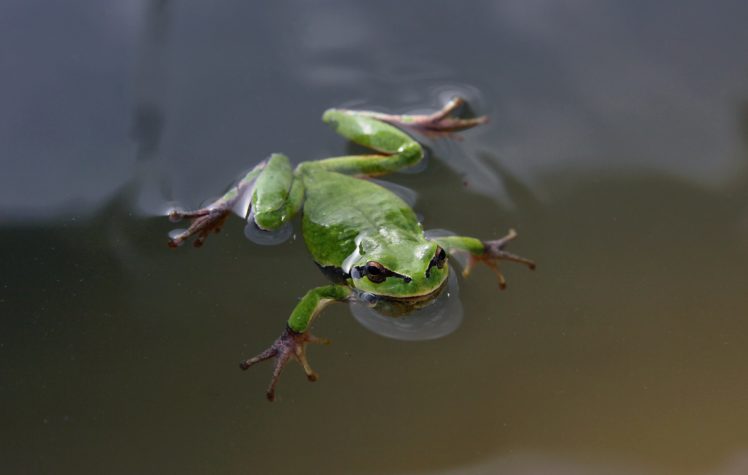 swimming, Frog, Green, Eyes HD Wallpaper Desktop Background