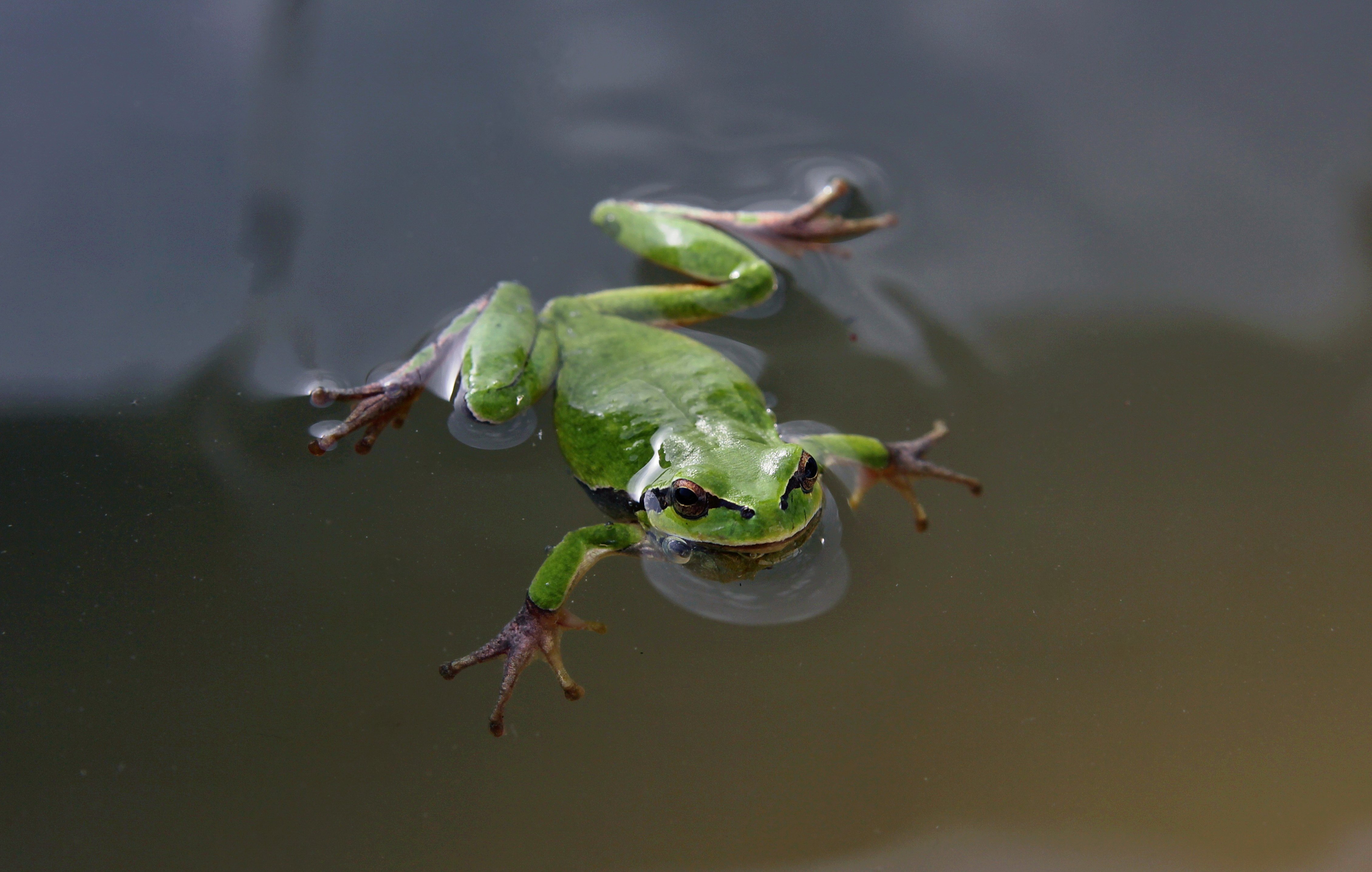 swimming, Frog, Green, Eyes Wallpaper