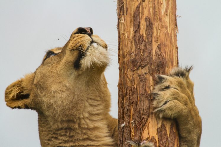 big, Cats, Lion HD Wallpaper Desktop Background