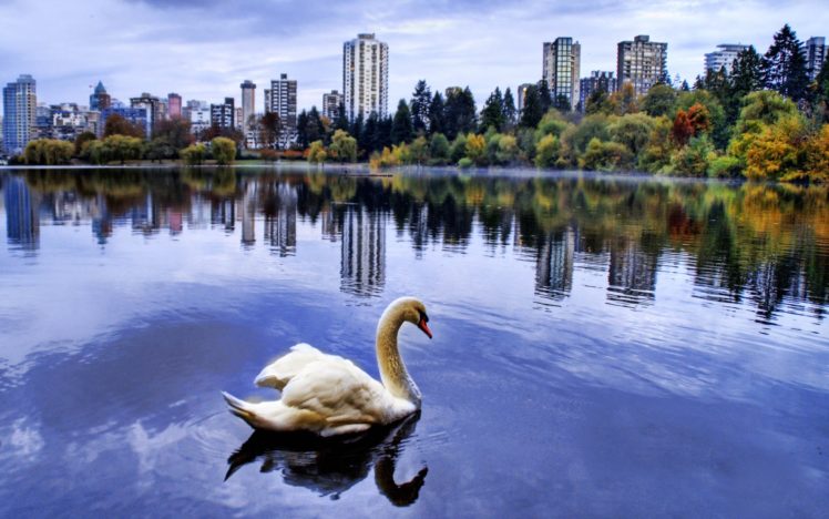 cityscapes, Swans, Buildings, Parks HD Wallpaper Desktop Background