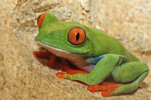 frog, Eyes