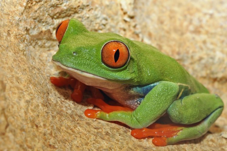 frog, Eyes HD Wallpaper Desktop Background