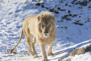 white, Lion, Lion, Wild, Cat, Carnivore, Muzzle, Mane, Zoo, Snow