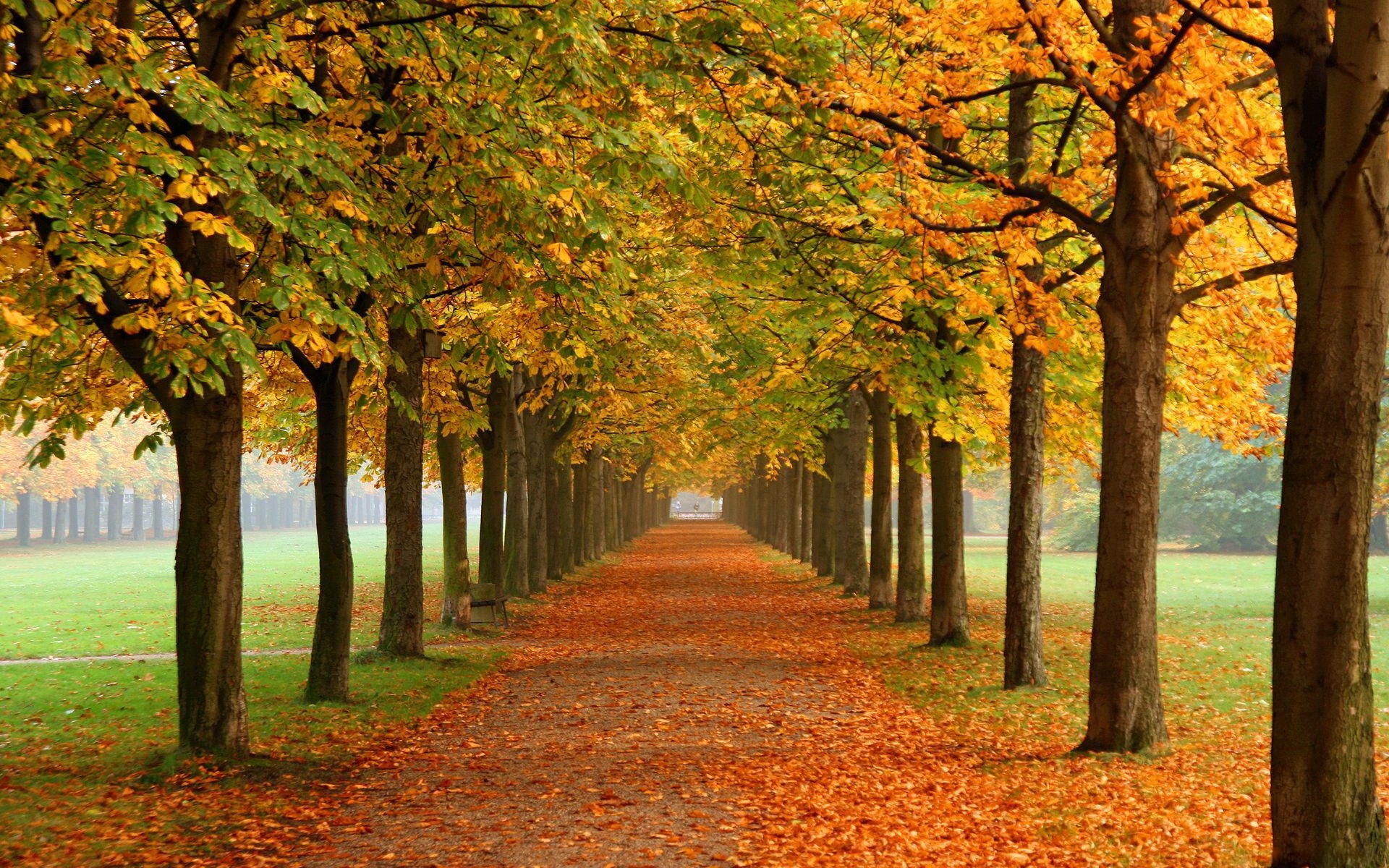 trees, Autumn,  season Wallpaper