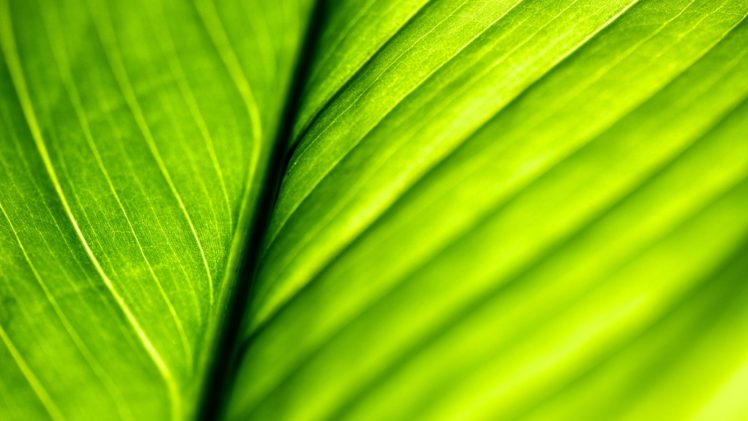 green, Close up, Nature, Leaves, Macro, Structure HD Wallpaper Desktop Background