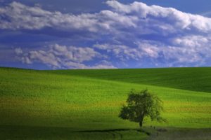 clouds, Landscapes, Trees, Grass, Fields