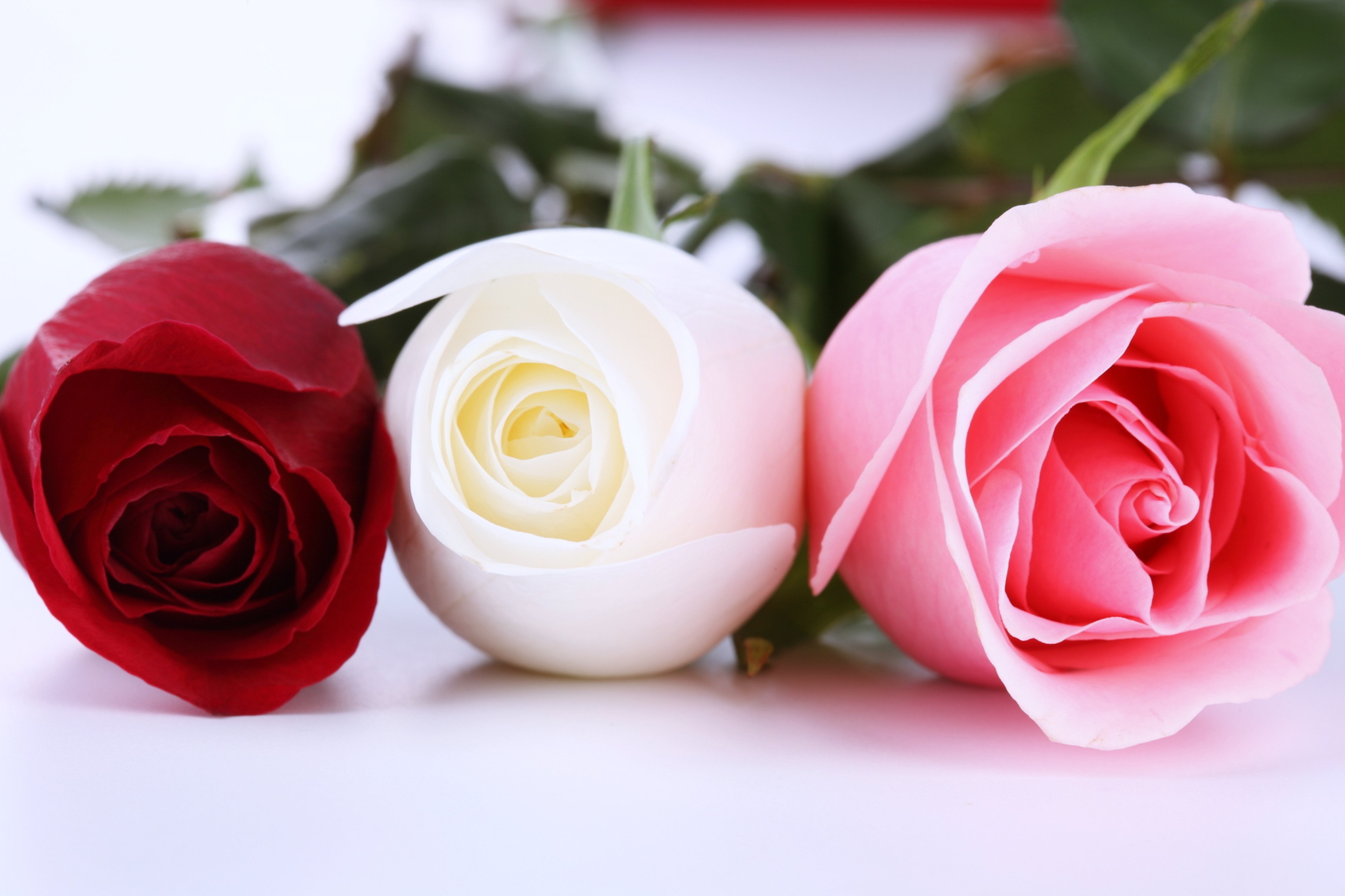 roses, Flowers, Love, Romantice, Life, Spring, For, Three Wallpaper