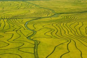 fields, Rice, Aerial, Uruguay