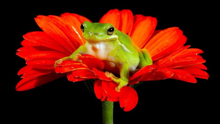orange, Flower, Frog HD Wallpaper Desktop Background