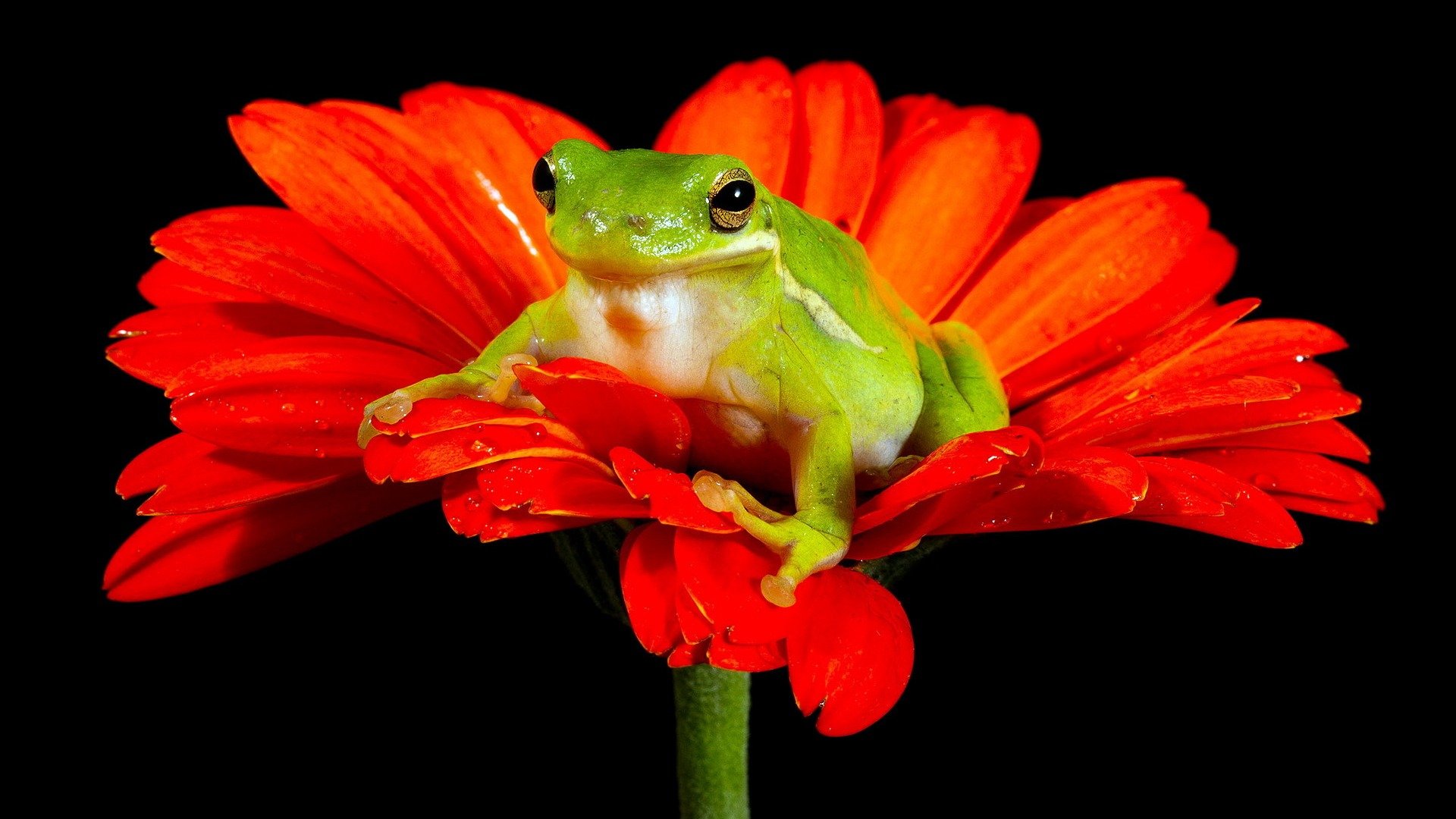 orange, Flower, Frog Wallpaper