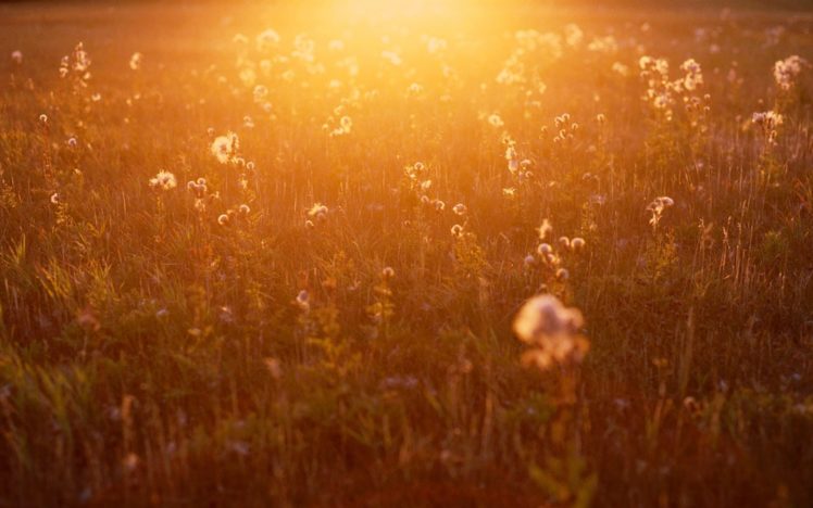 nature, Flowers, Summer, Sunlight HD Wallpaper Desktop Background