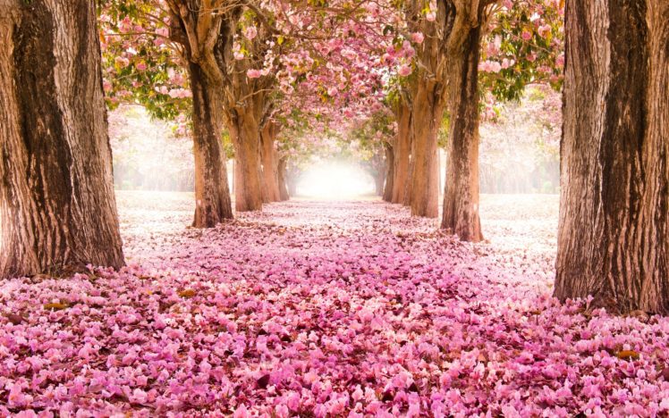 spring, Beautiful, Tree, Flower, Landscape HD Wallpaper Desktop Background