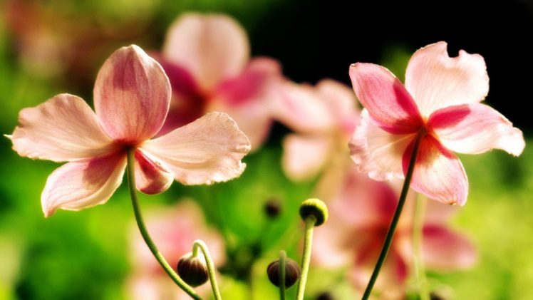 nature, Flowers, Bokeh, Buds, Pink, Flowers, Wildflowers HD Wallpaper Desktop Background