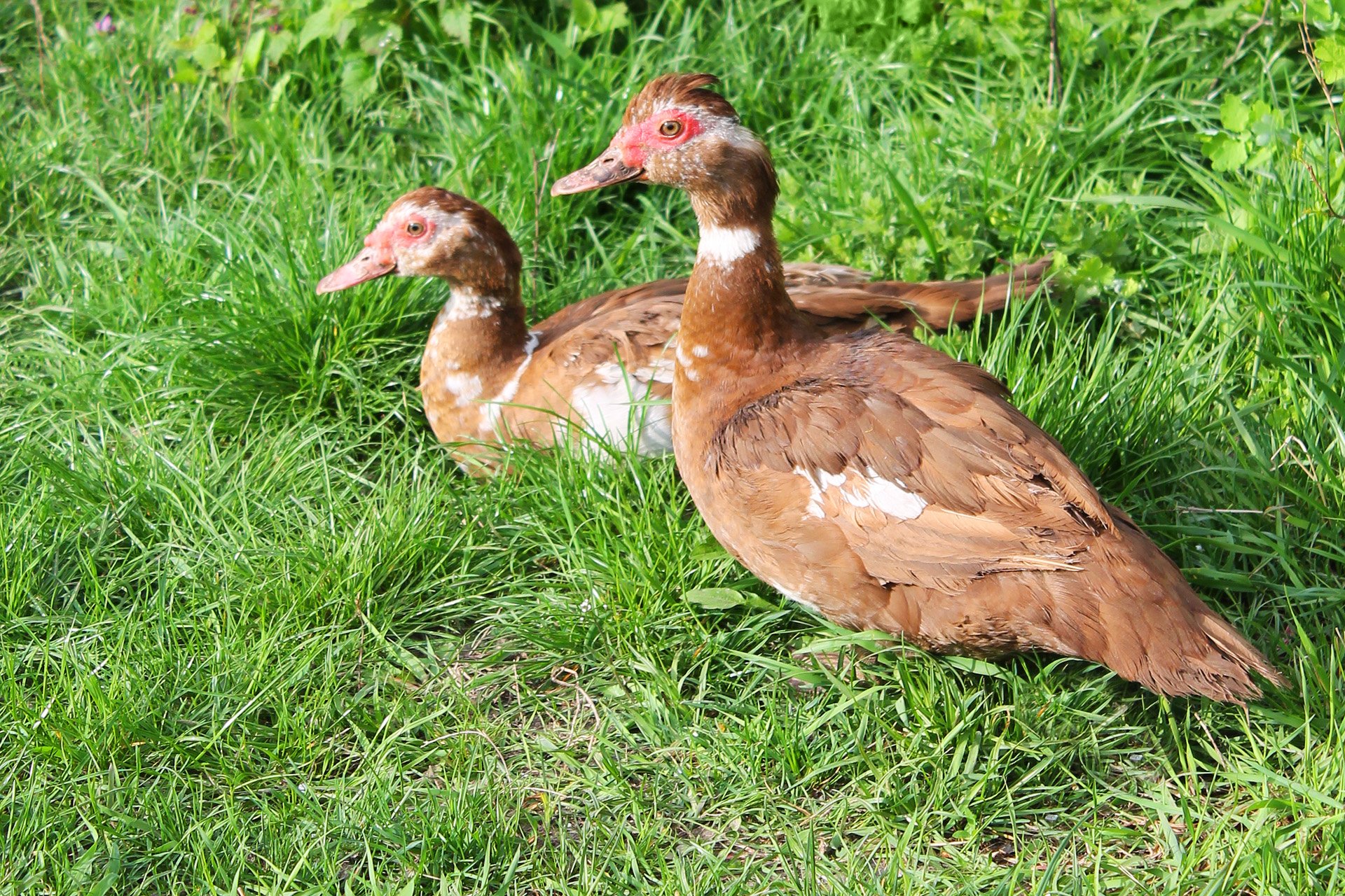 duck, Birds, Animals, Brown, Feather, Grass, Summer Wallpaper