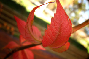new, Autumn, Leaf