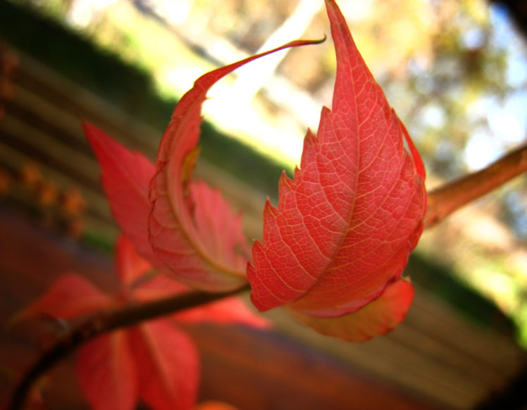 new, Autumn, Leaf HD Wallpaper Desktop Background