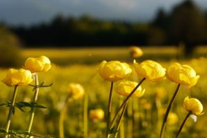nature, Flowers, Germany, Fields, Macro, Yellow, Flowers