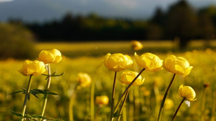 nature, Flowers, Germany, Fields, Macro, Yellow, Flowers HD Wallpaper Desktop Background