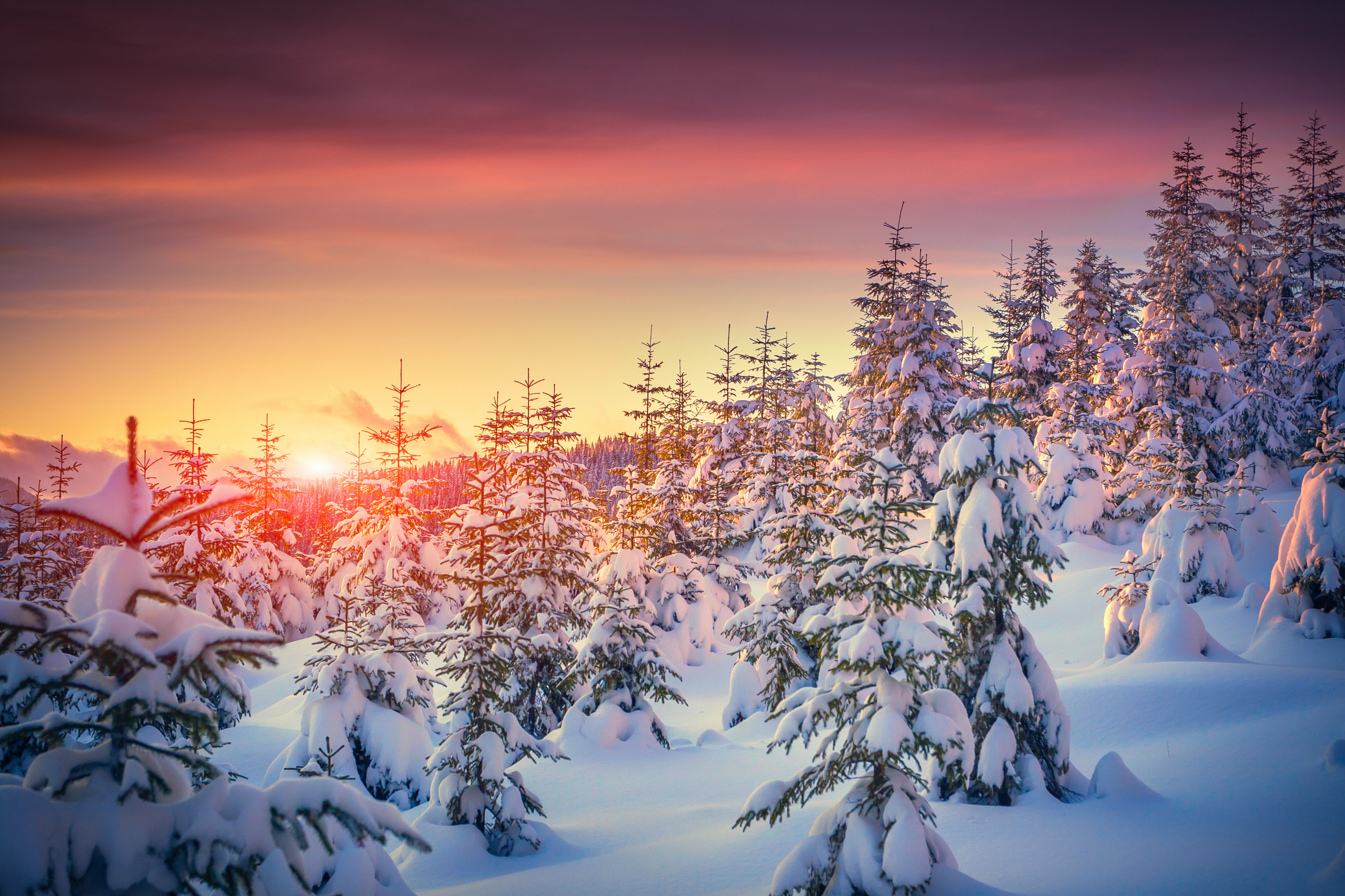 seasons, Winter, Sunrises, And, Sunsets, Fir, Snow, Nature Wallpaper