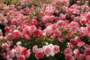 flower, Nature, Beautiful, Mood, Rose, Garden, Pink