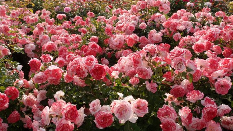 flower, Nature, Beautiful, Mood, Rose, Garden, Pink HD Wallpaper Desktop Background