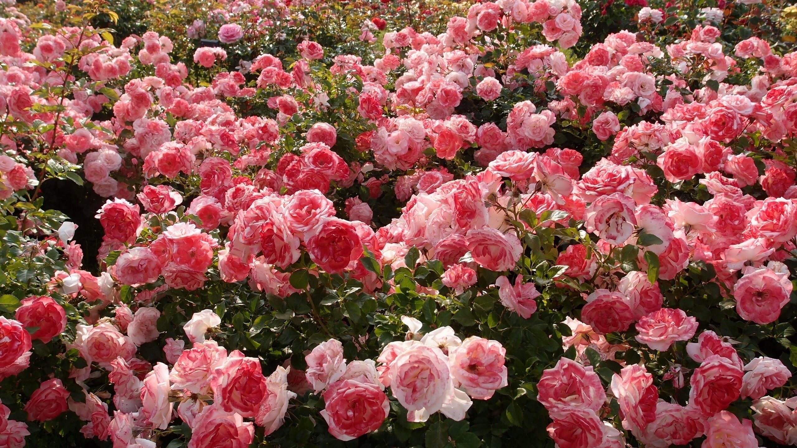 flower, Nature, Beautiful, Mood, Rose, Garden, Pink Wallpaper