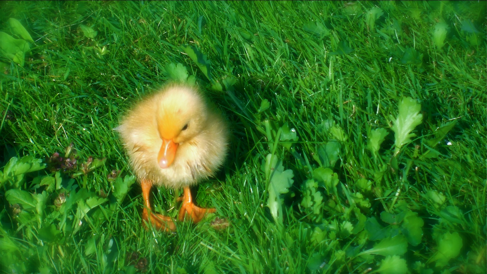 birds, Ducks, Duckling, Baby, Birds Wallpaper