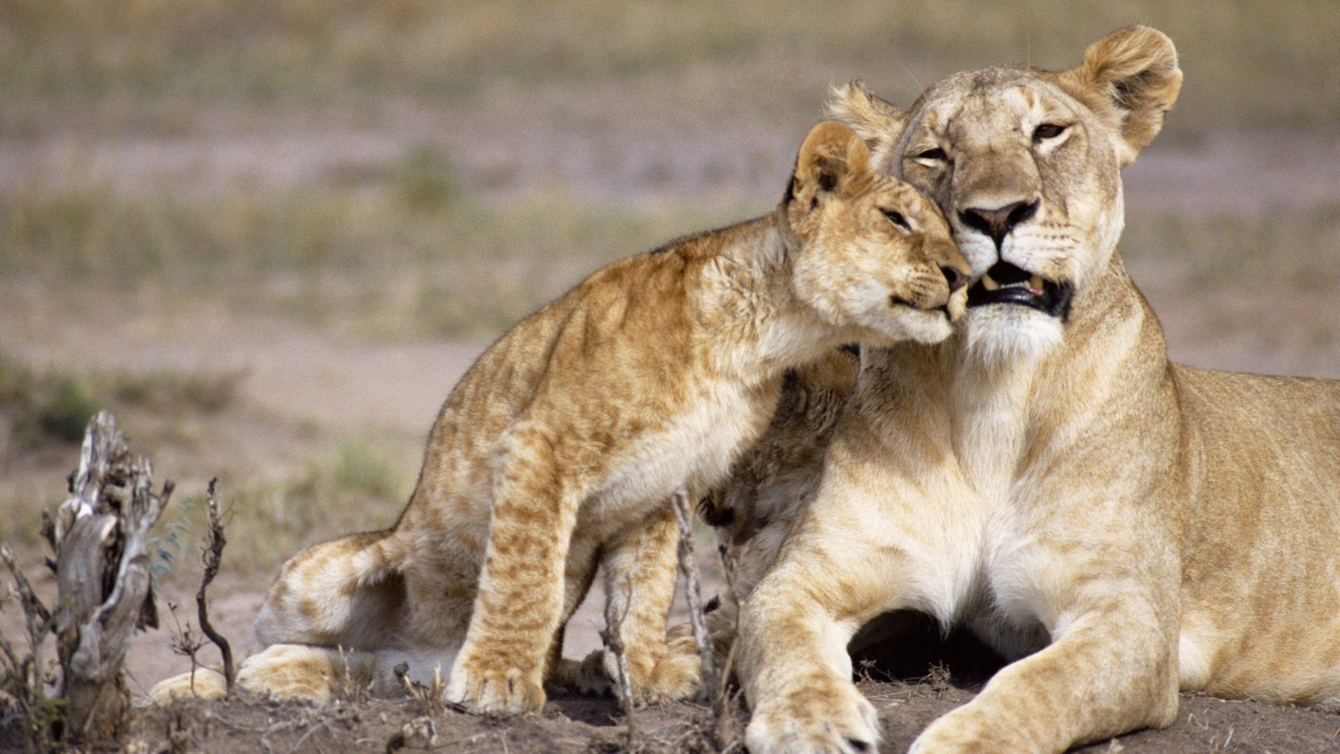 nature, Animals, Lions, Baby, Animals Wallpaper