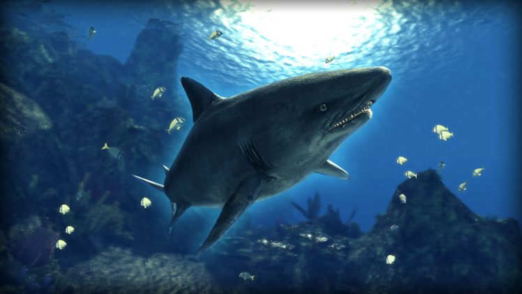 depth, Hunter, Fishing, Fish, Hunting, Adventure, Action, Underwater, Sea, Ocean, 1depth, Shark HD Wallpaper Desktop Background