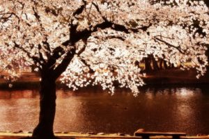 cherry, Blossoms, Trees, Night, Flowers, Blossoms, Rivers, Reflections