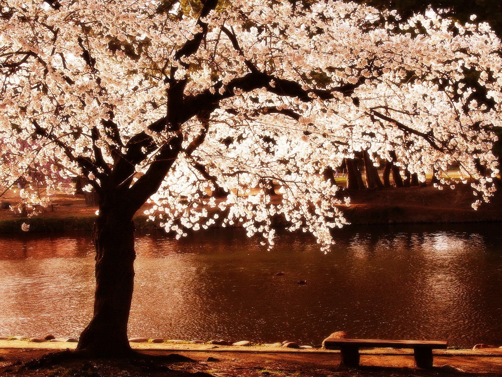 cherry, Blossoms, Trees, Night, Flowers, Blossoms, Rivers, Reflections Wallpaper