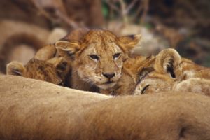 lions, Cubs