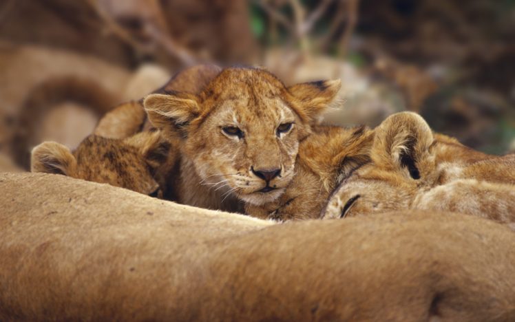 lions, Cubs HD Wallpaper Desktop Background