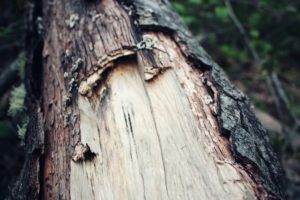 trees, Wood, Bark, Macro
