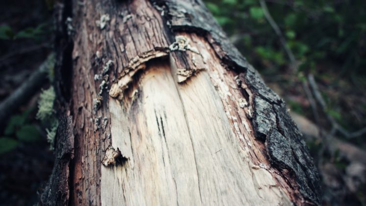trees, Wood, Bark, Macro HD Wallpaper Desktop Background