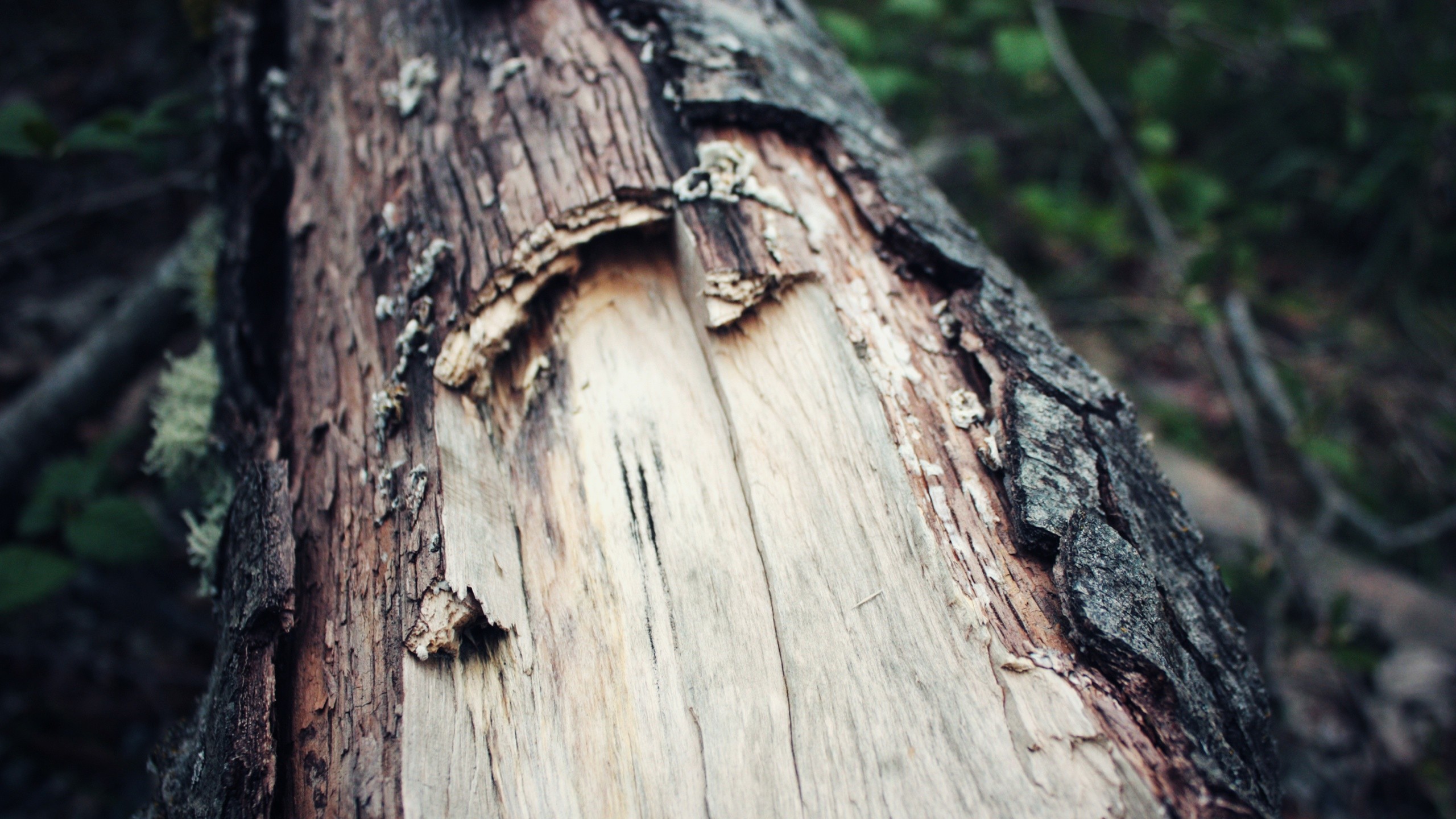 trees, Wood, Bark, Macro Wallpaper