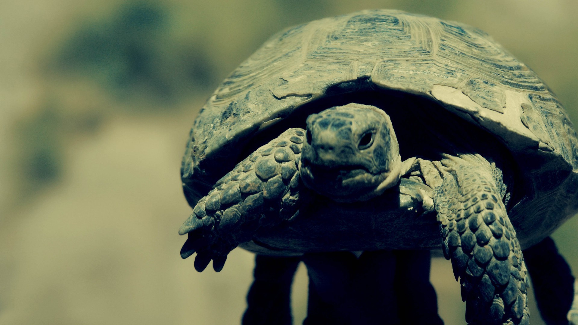 turtles Wallpaper